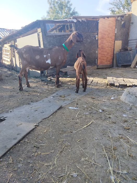 Ied anglo nubian parinti cu acte