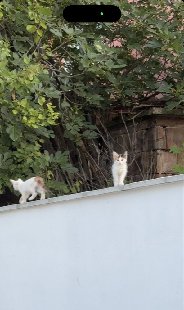 Малки котенца на около 2 месеца