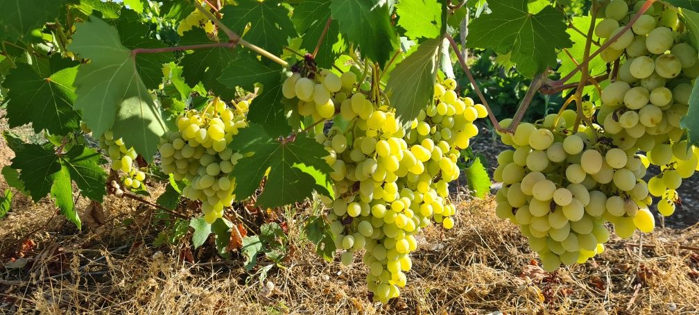 Продавам десертно грозде от производител