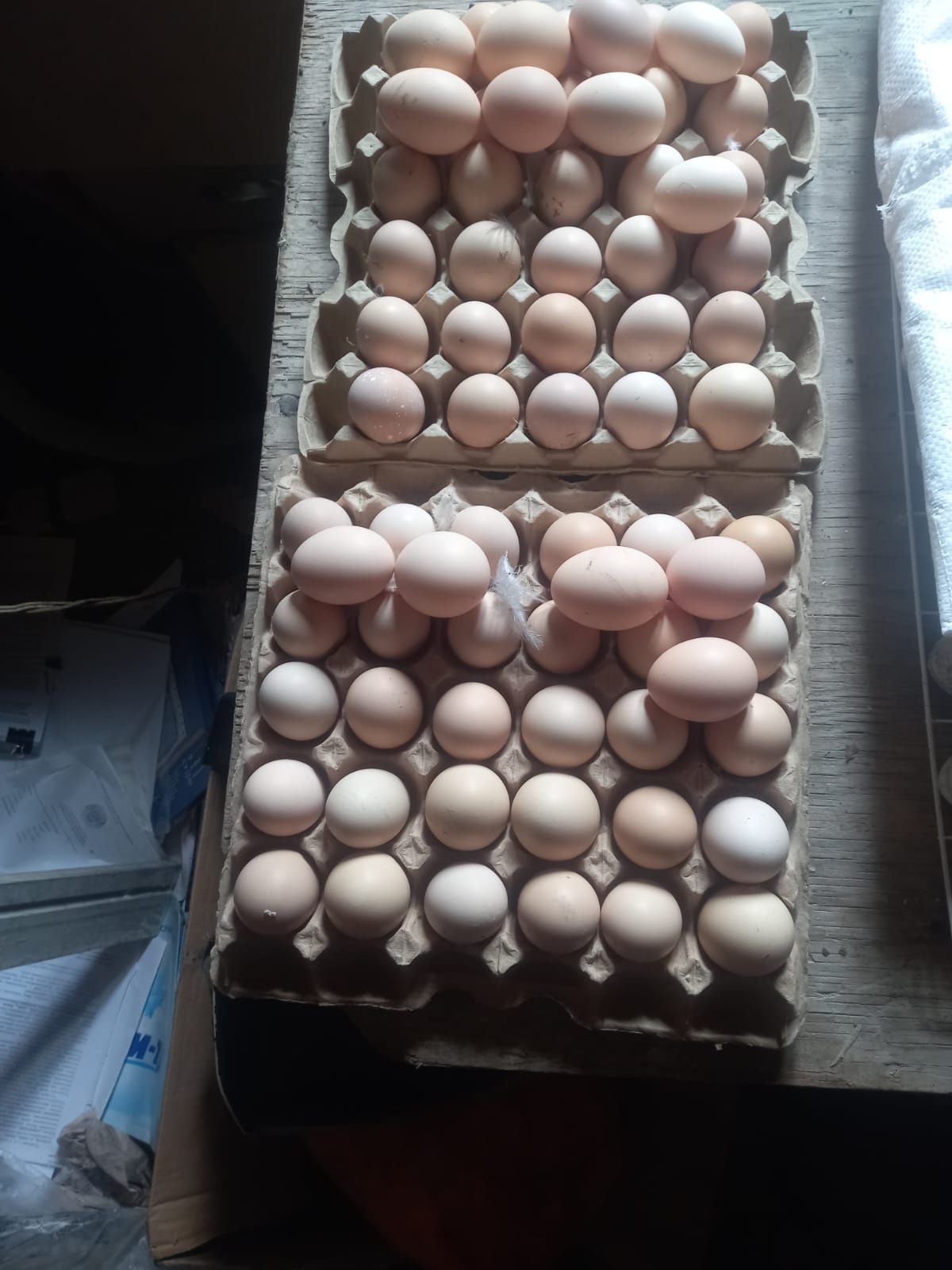 Продам куриные яйца