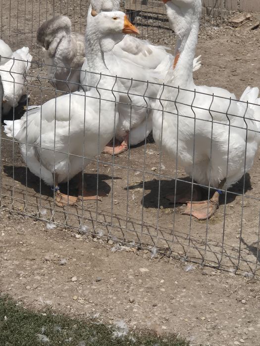 Gâște holmogor rasă pură