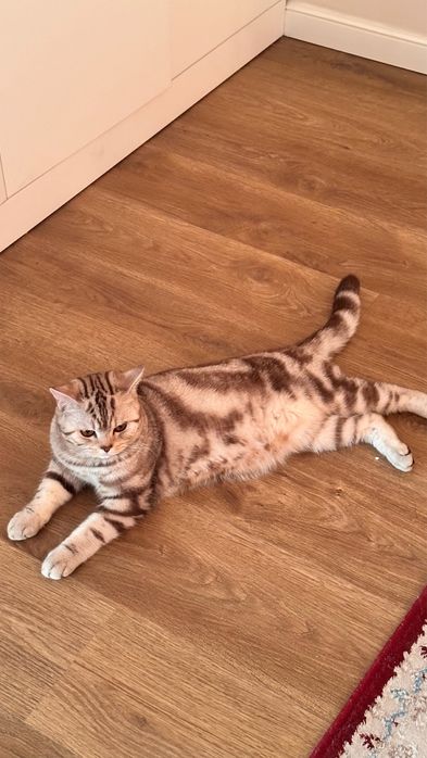 Вязка кота