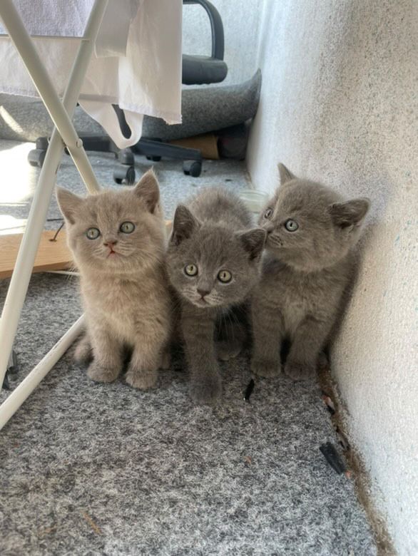 Британска късокосместа котка