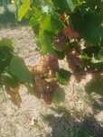 Vând struguri  de vin soi  aligote ,resling,feteasca preț  2,5.