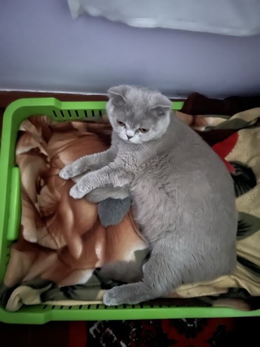 Шотландский мушукла сотилади