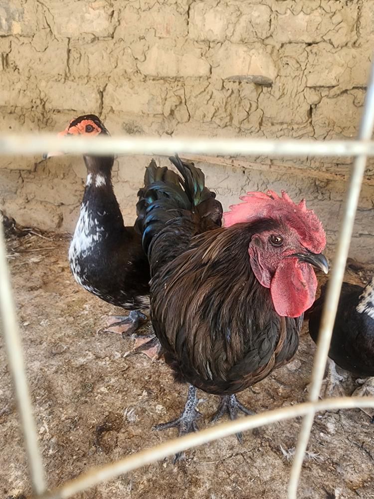 tovu xoroz indutka