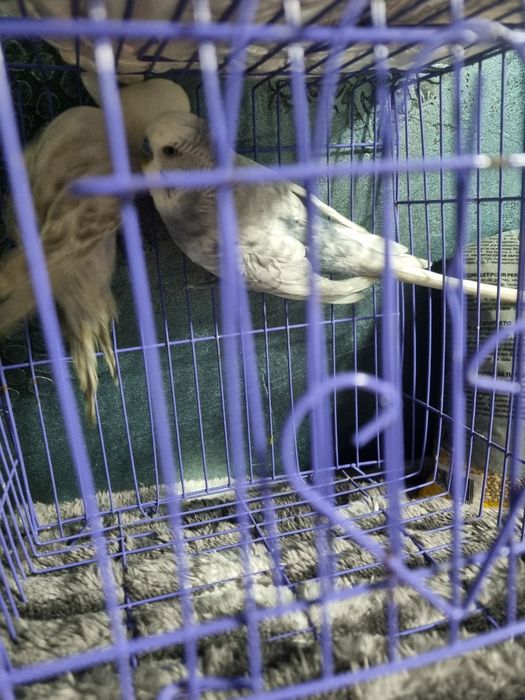 Perusi pereche  culoare frumoasa