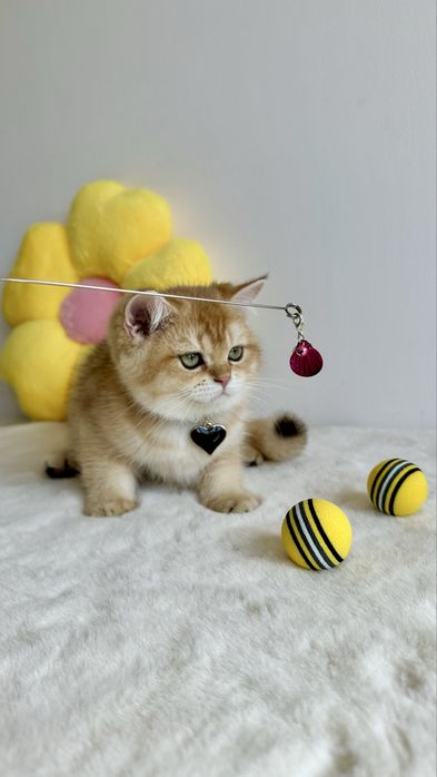 British Shorthair Chinchilla Gold - Baietel cu certificat pedigree