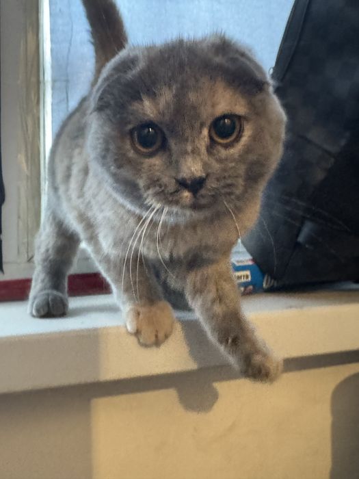 Скоттиш фолд котенок вислоухий