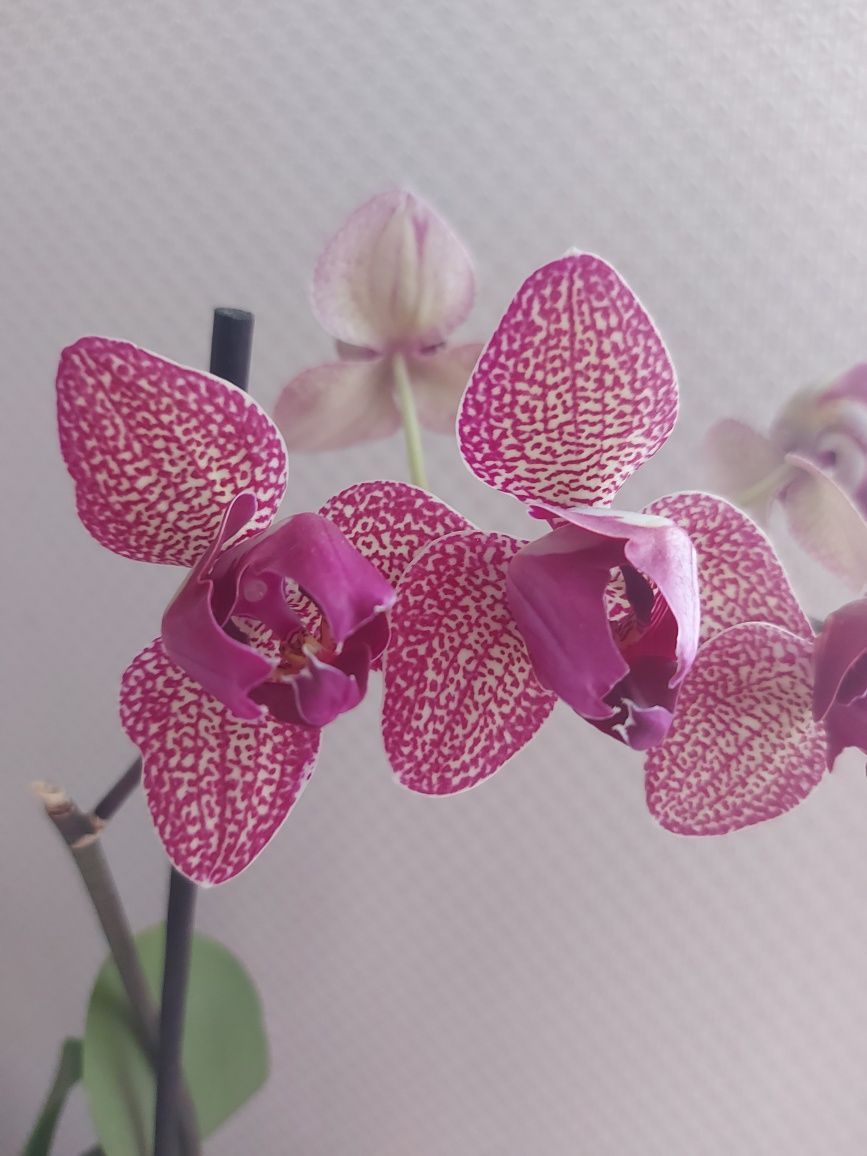 Орхидея Кимоно пелор(трилипс)