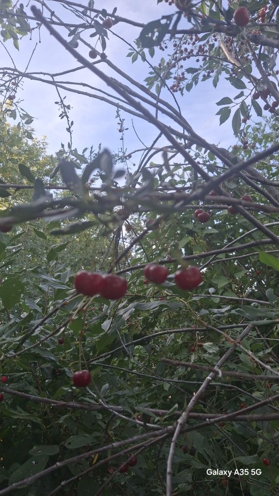 Продам домашнюю вишню