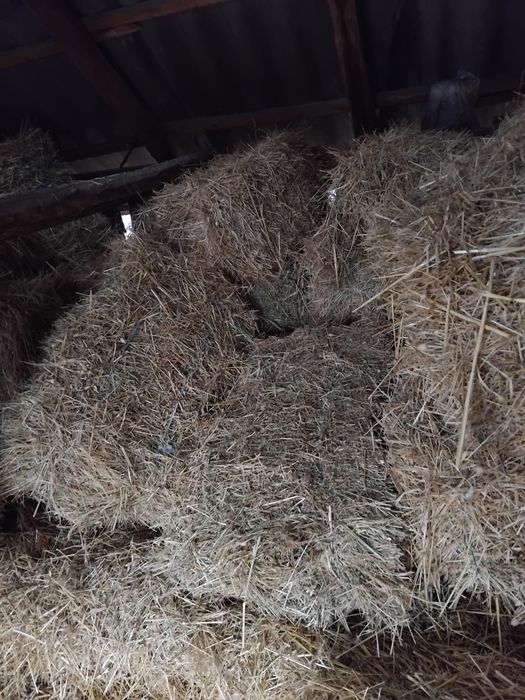 Baloți  paie de vânzare!