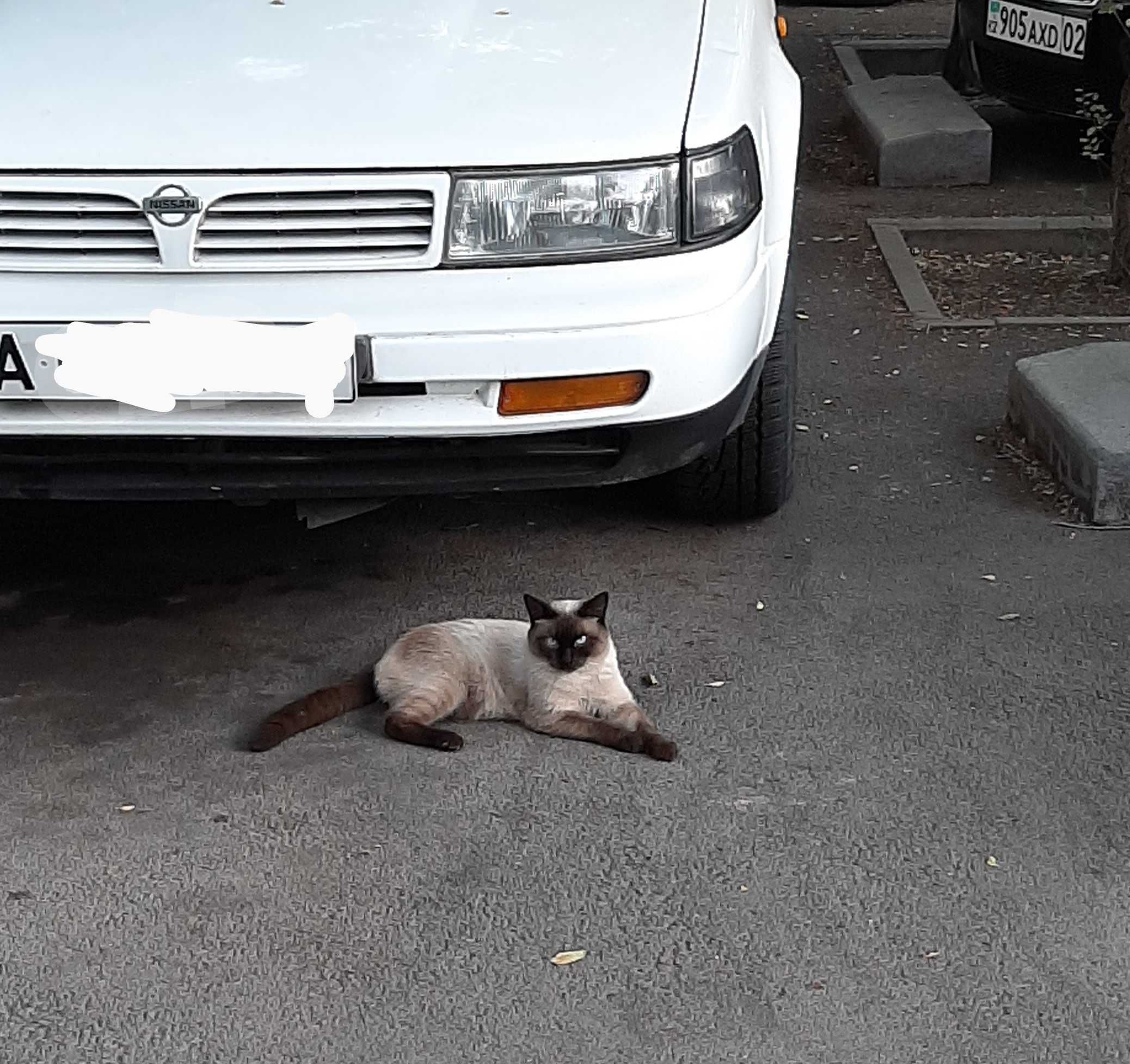 Кот сиамский в любящую семью