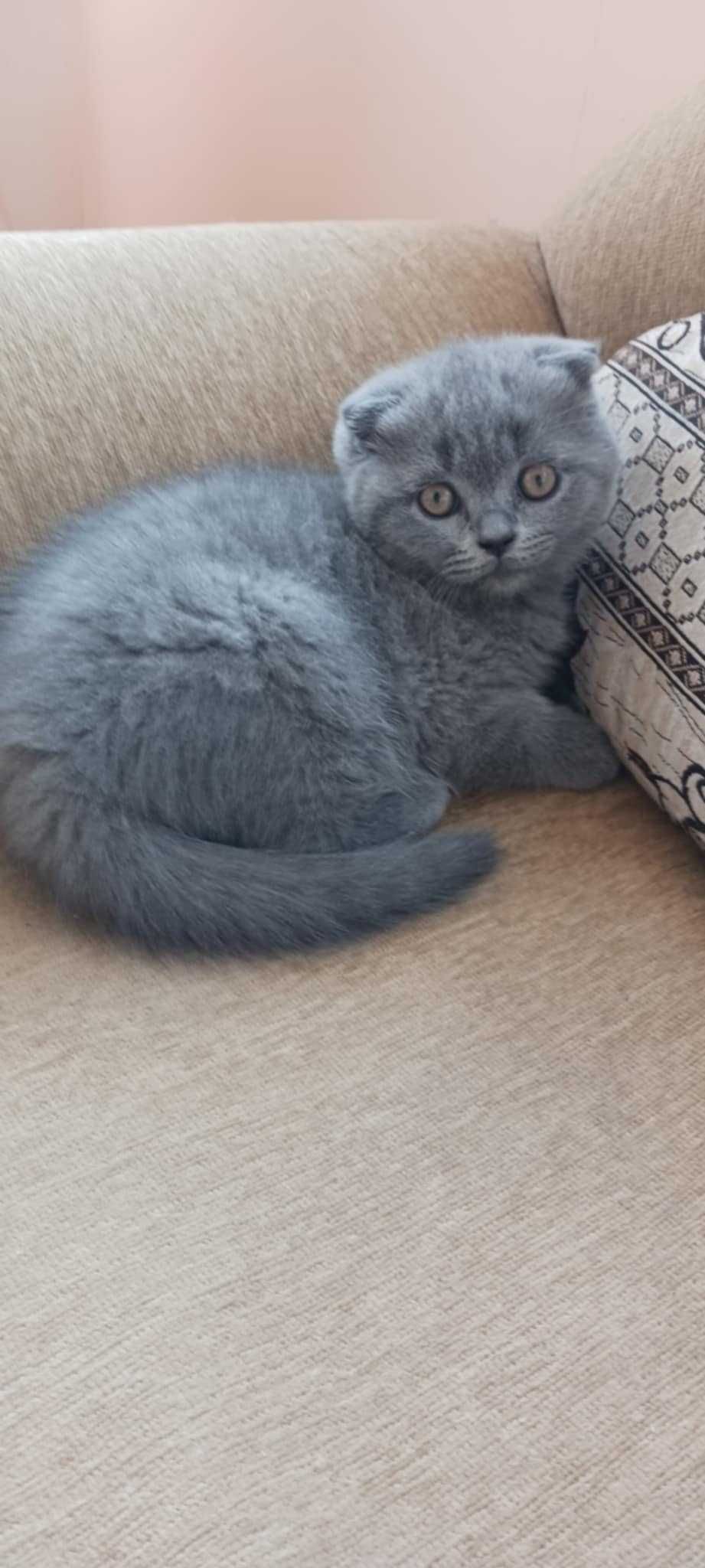 Британски котета