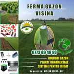 Gazon rulou și conifere decorative–protecție naturală și eleganță!