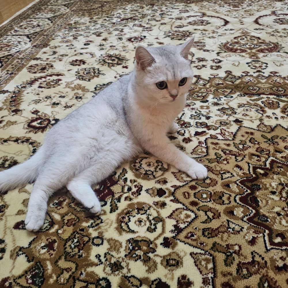Британская серебристая шиншилла