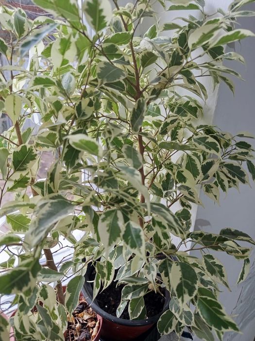 Продам комнатные растения фикус Бенжамина , алоэ