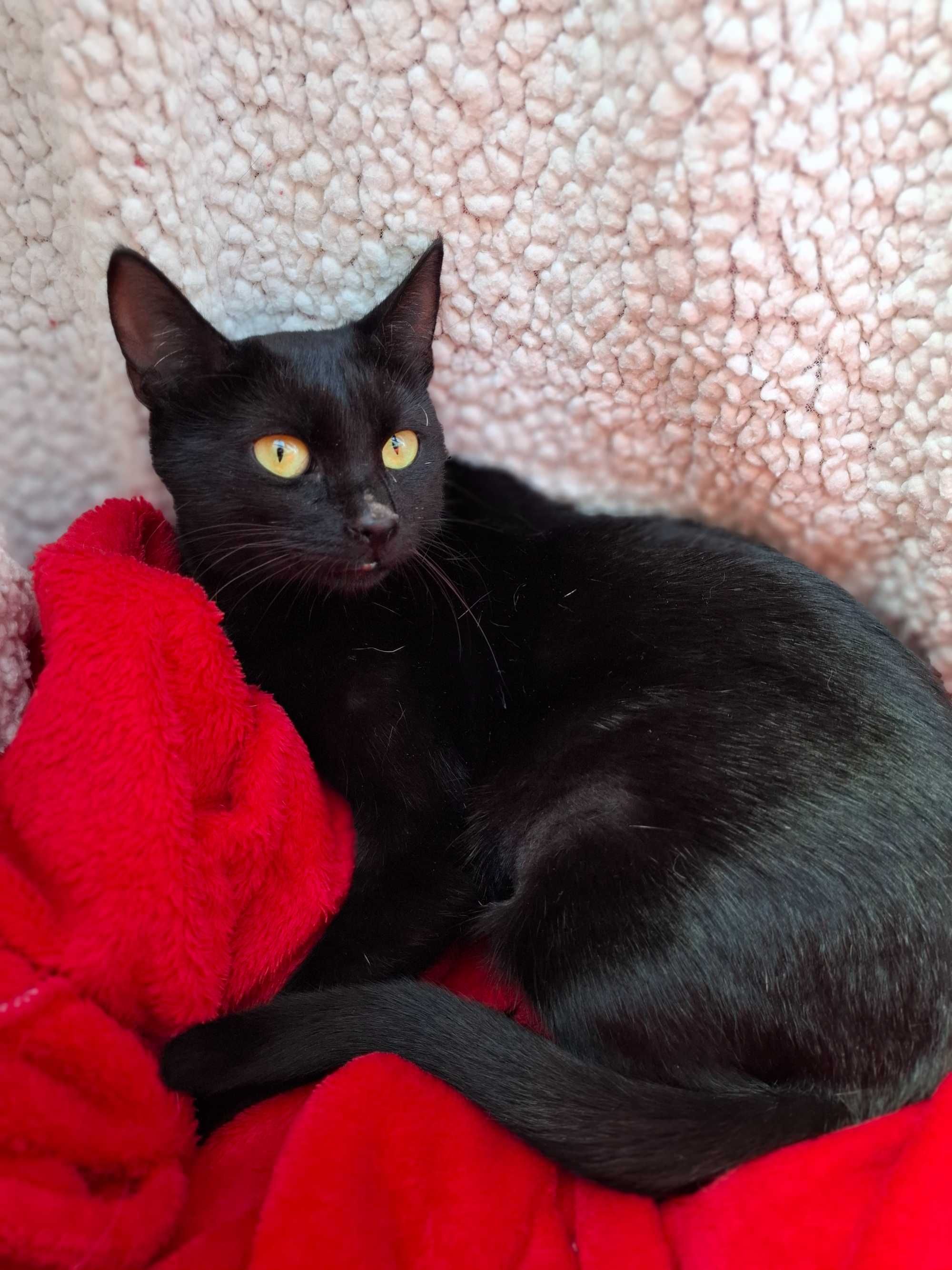 Adoptie pisica castrata neagra Hurem