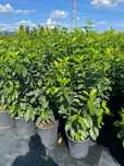 Prunus laurocerasus de calitate extra avem mai multe dimensiuni