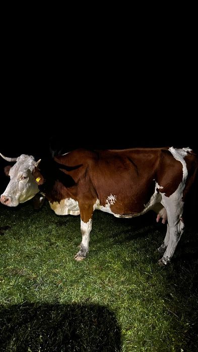 Vaca bălțată românească