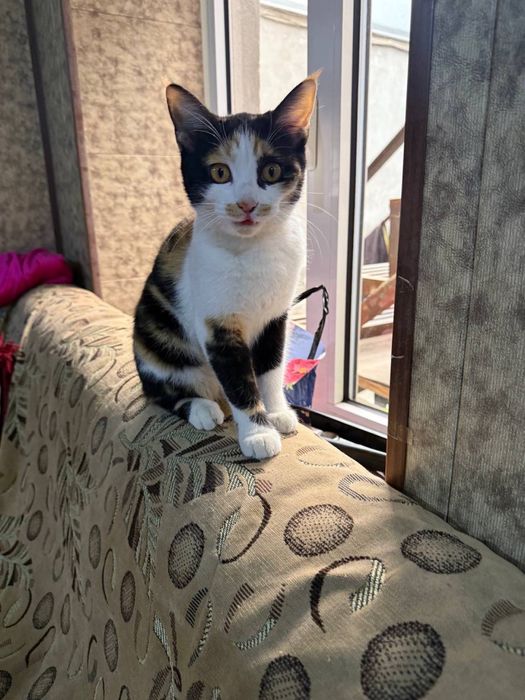 Пристраивается бесплатно в хорошые руки.