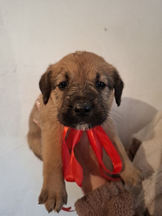 Щеночек девочка в поиске дома