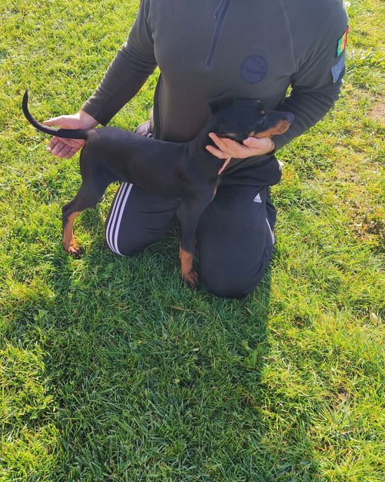 Doberman Pinscher