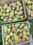 Груши Талгарская красавица продам