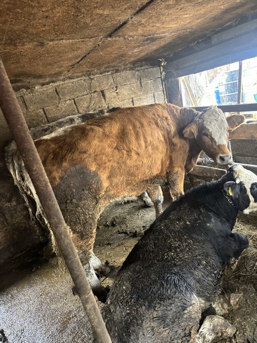 Vand junca de un an si 5 luni