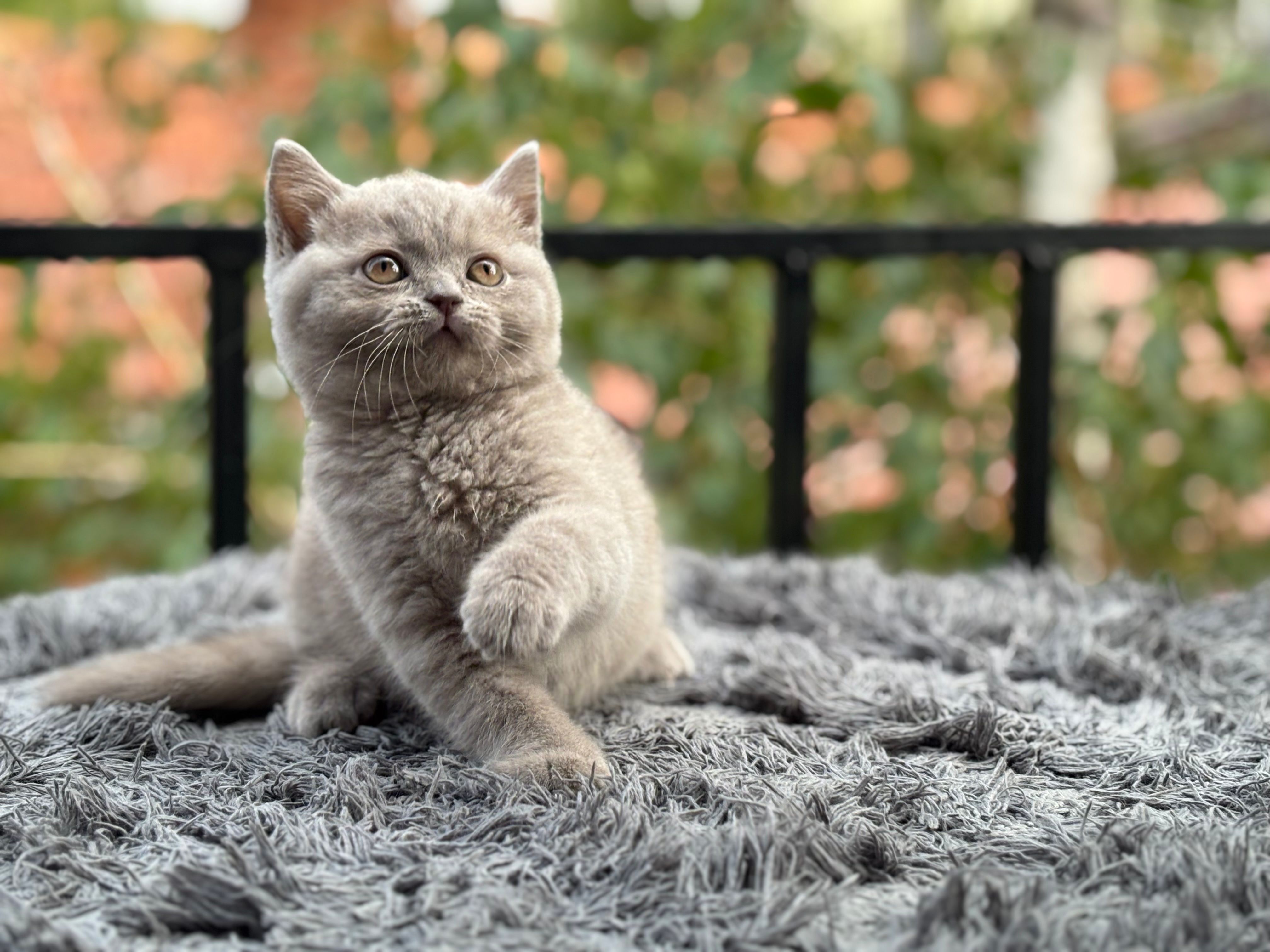 Британски котенца