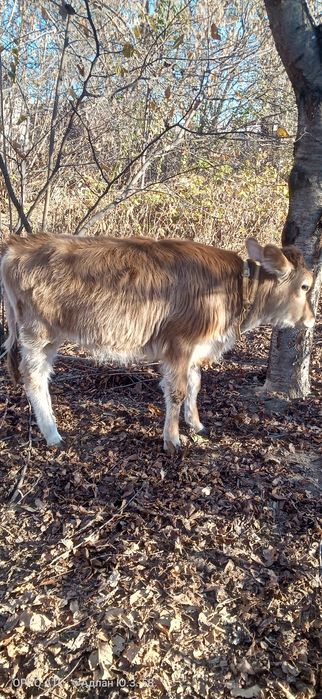 Теленок восемь месяцев