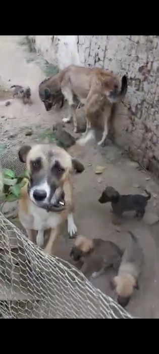 Щенята в хорошие руки , бесплатно