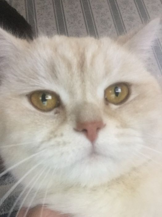 mushug sotiladi zor mushug erkak mushug