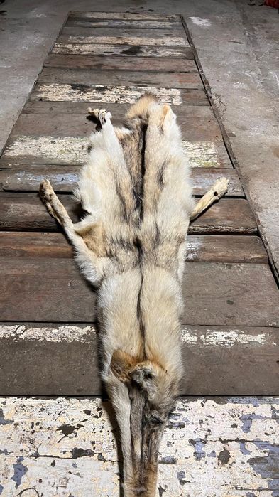 Қасқырдың терісі