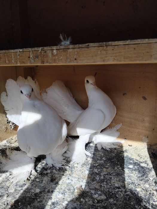 Kabutar pavlin jujalari bilan