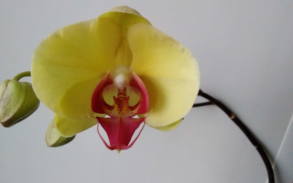 Продам   орхидеи