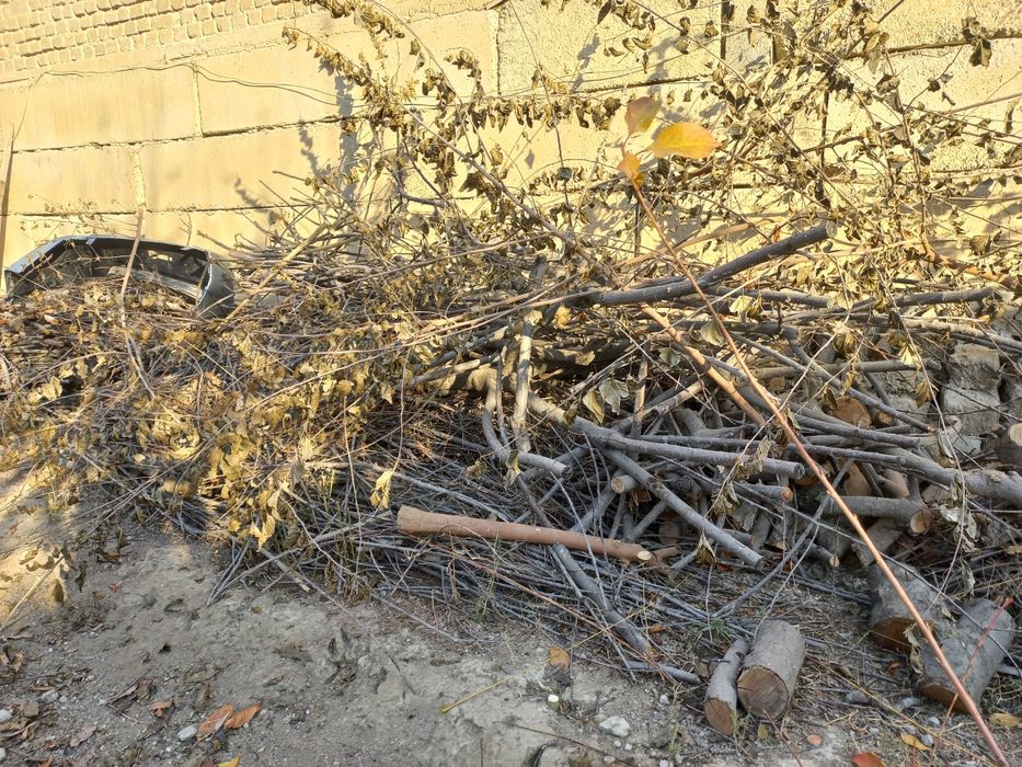 Тандирга утин мевали дарахтники