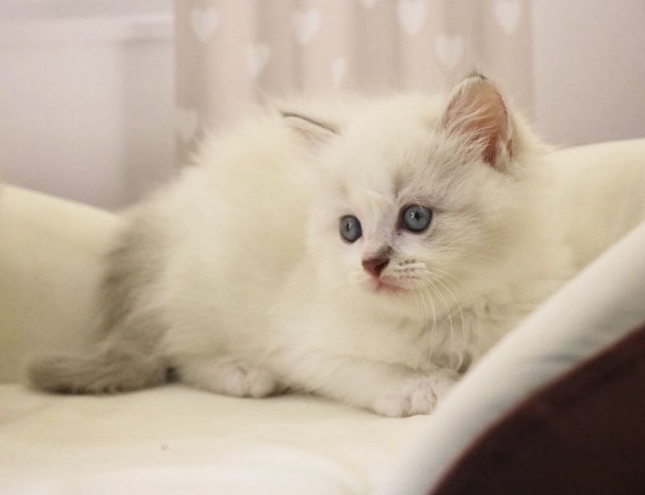 РЭГДОЛЛ чистокровные