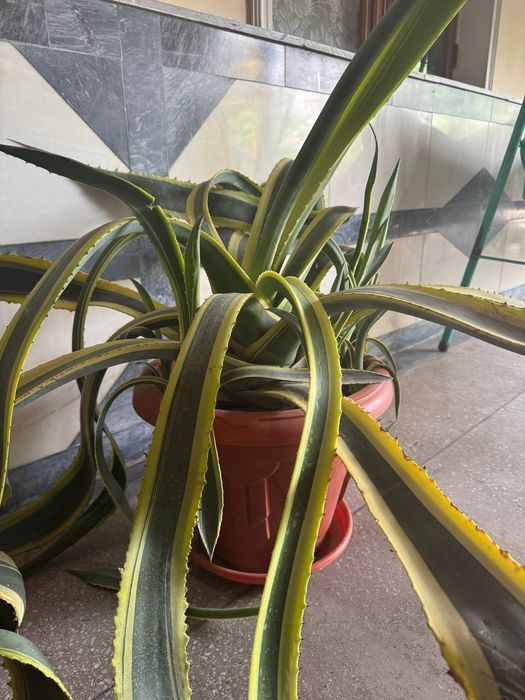 Aloe gullari 2xil