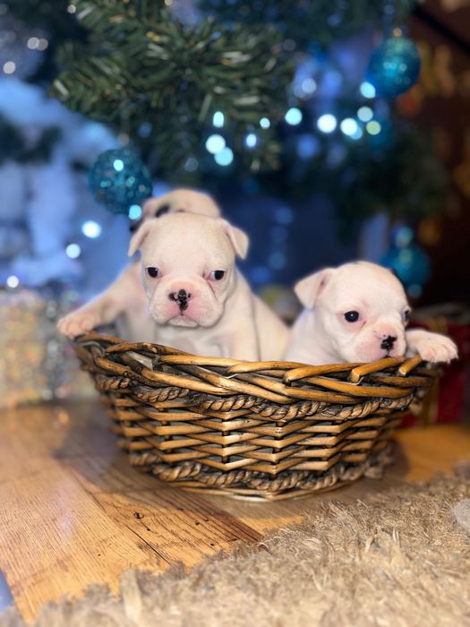 Свободни френски булдози