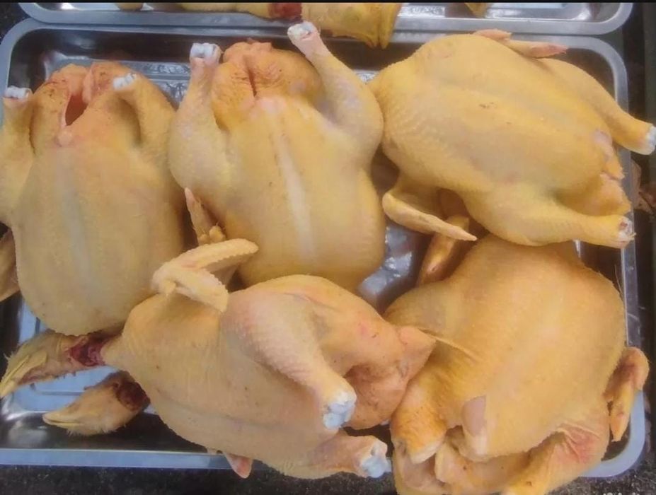 Куры бройлерные домашние