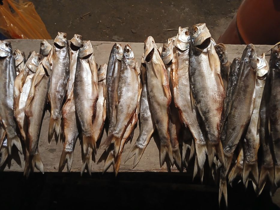 Жерех высушенный