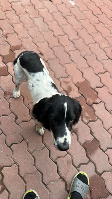 Русский спаниель по кличке Рой