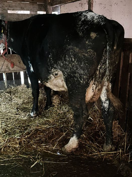 Ofer spre vanzare  vacute