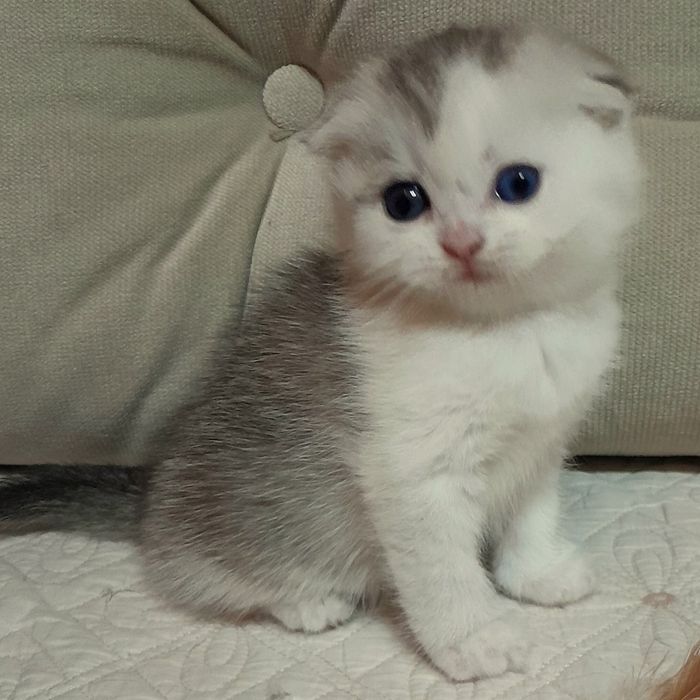 Продаётся девочка серебристая скотишфолд,шиншилла.