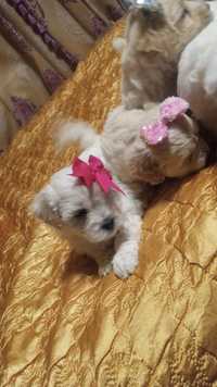 Bichon maltez alb