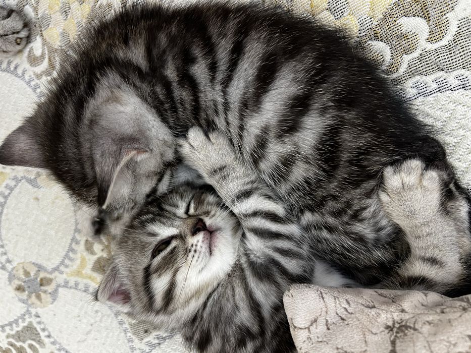 Продаётся. Пожалуйста ознакомтесь с информации.