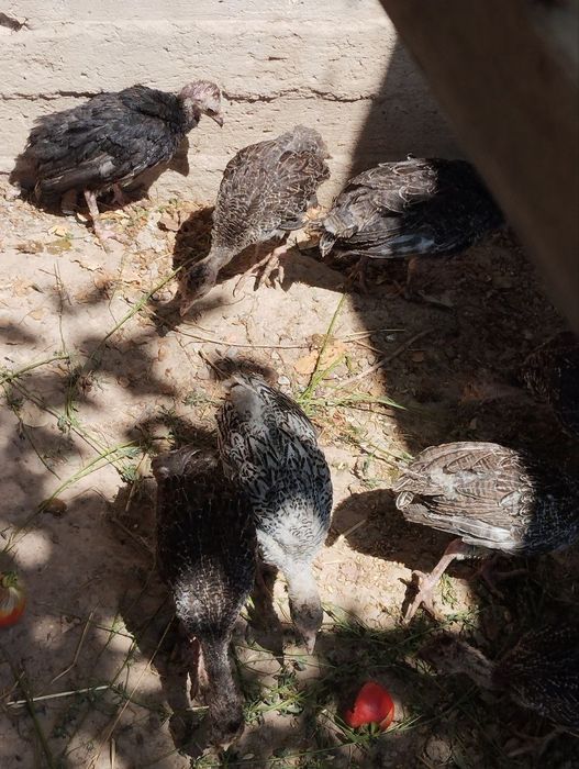 Продаётся цыплята индушата