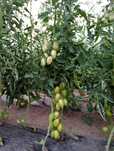 Rosii bio de solar