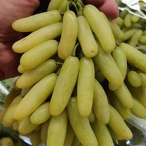 Аватар ва Ламборжини узум кўчатлари